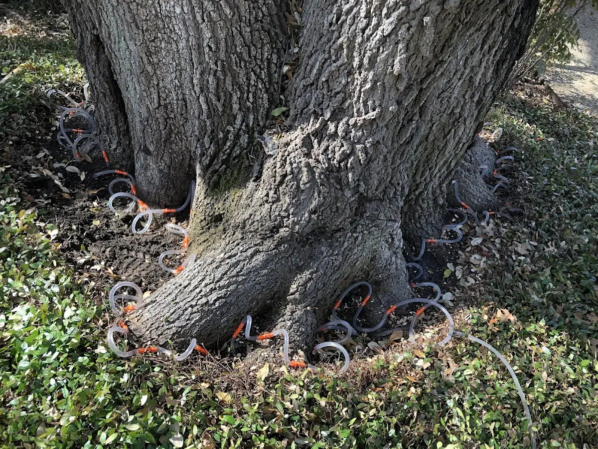 Detailed Tree Cabling and Bracing job site in Lothair
