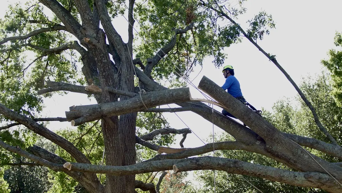 Professional Crown Thinning performed by certified arborists in Lothair