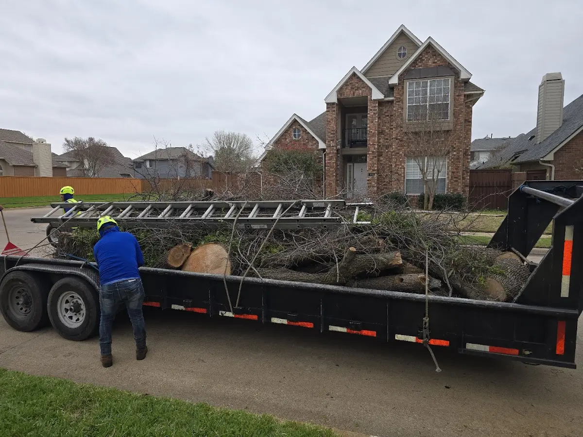 Expert Tree Removal with proper safety equipment in Lothair